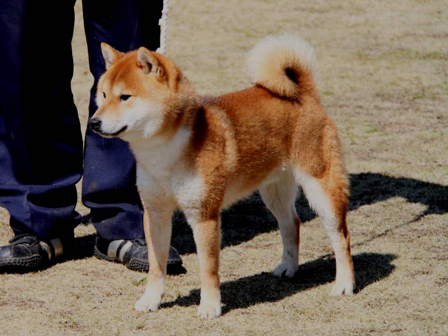 IMG_4553shibainu