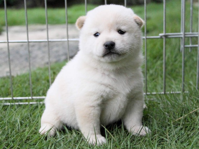 IMG_4610shiba IMG_4610shiba