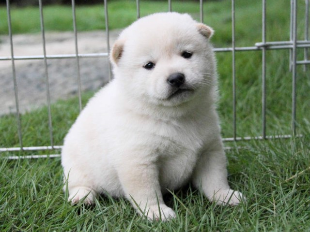 IMG_4613shiba IMG_4613shiba