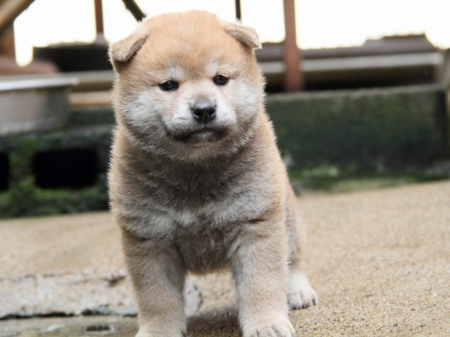 IMG_4633-shibainu-puppy