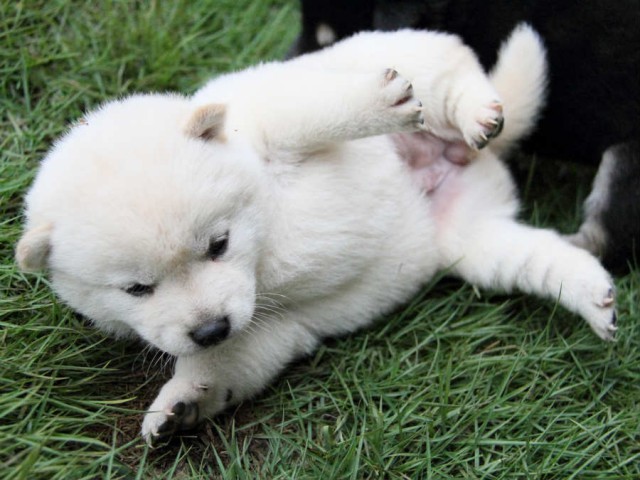 IMG_4649shiba IMG_4649shiba