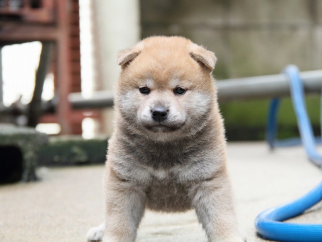 IMG_4665-shibainu-puppy