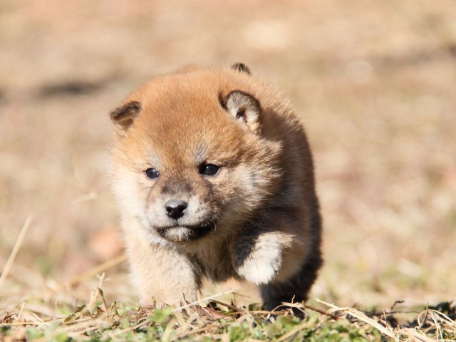 IMG_4680--shibainu Puppy