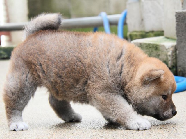IMG_4710-shibainu-puppy