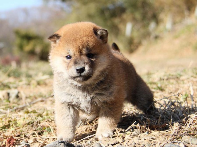 IMG_4711--shibainu Puppy