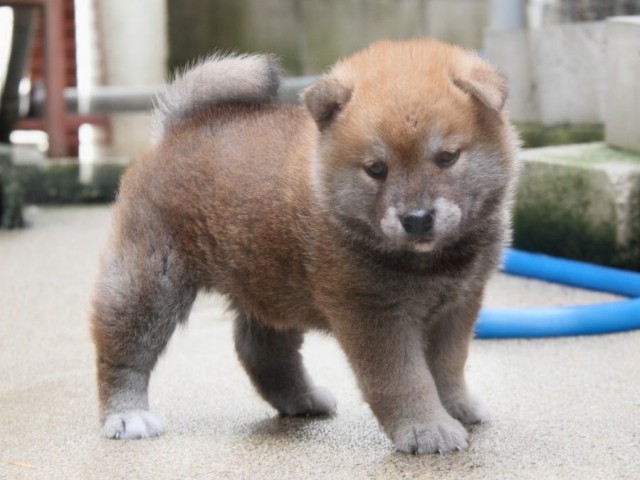 IMG_4713-shibainu-puppy