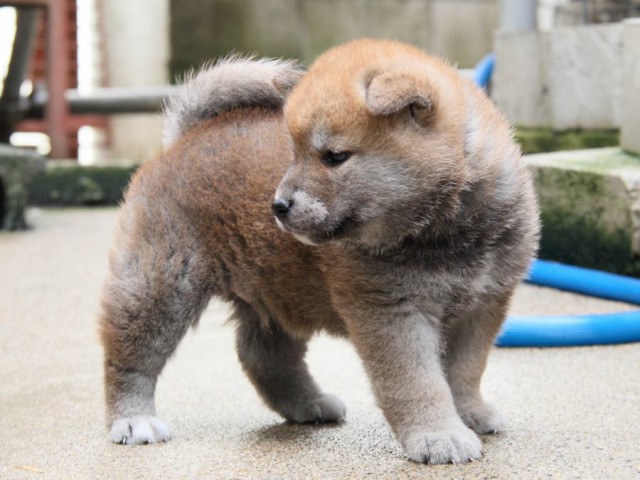 IMG_4716-shibainu-puppy