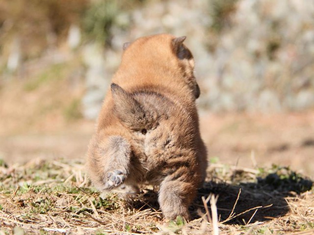 IMG_4719--shibainu Puppy