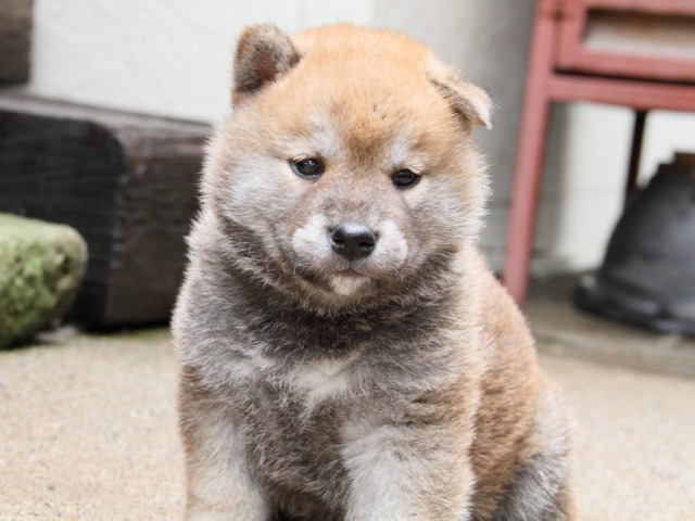 IMG_4726-shibainu-puppy