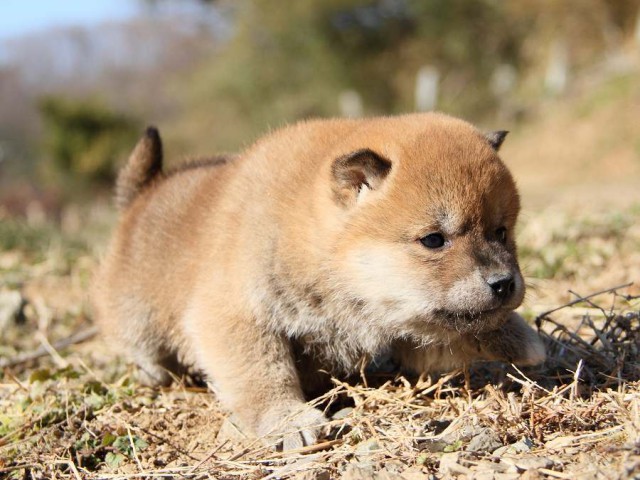 IMG_4728--shibainu Puppy