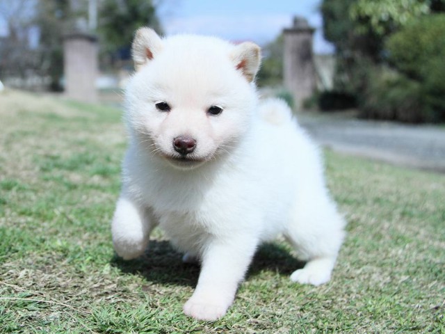 IMG_4835Shiba IMG_4835Shiba