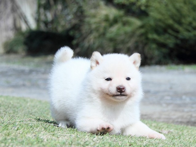 IMG_4870Shiba IMG_4870Shiba