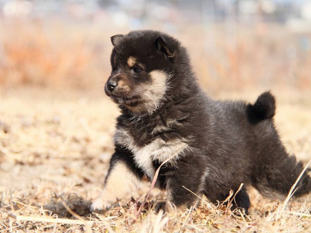 IMG_4880--shibainu Puppy IMG_4880--shibainu Puppy
