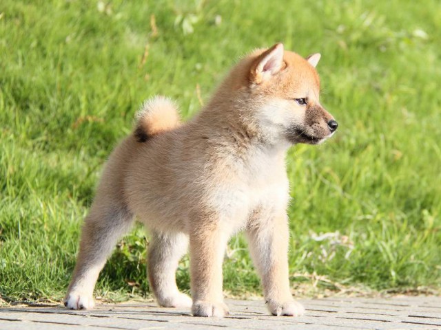 IMG_4886-shibainu Puppy