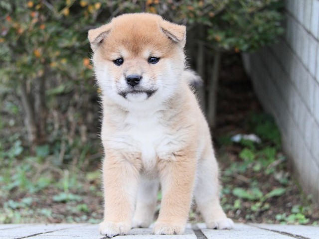 IMG_4893--shibainu Puppy IMG_4893--shibainu Puppy