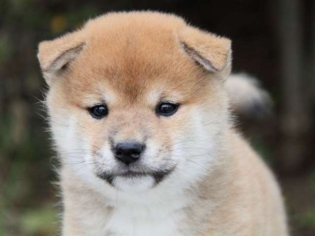 IMG_4904--shibainu Puppy IMG_4904--shibainu Puppy
