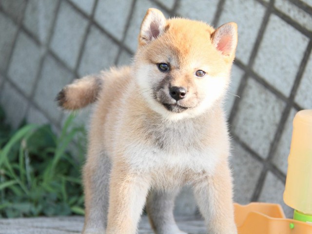 IMG_4908-shibainu Puppy