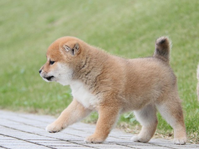 IMG_4957--shibainu Puppy IMG_4957--shibainu Puppy