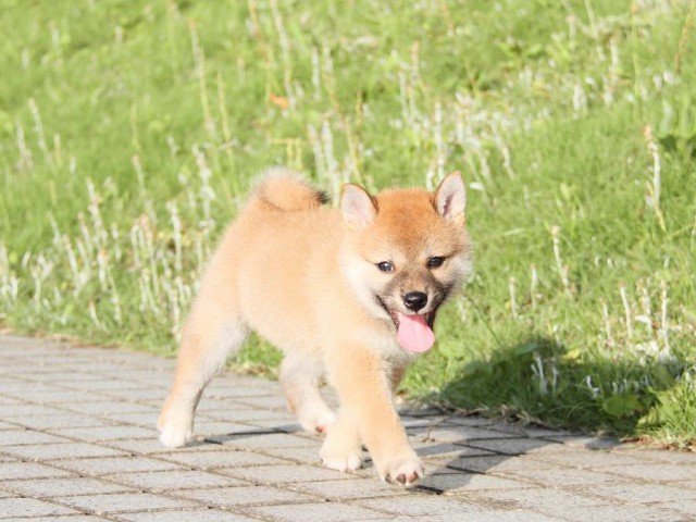 IMG_4959-shibainu Puppy