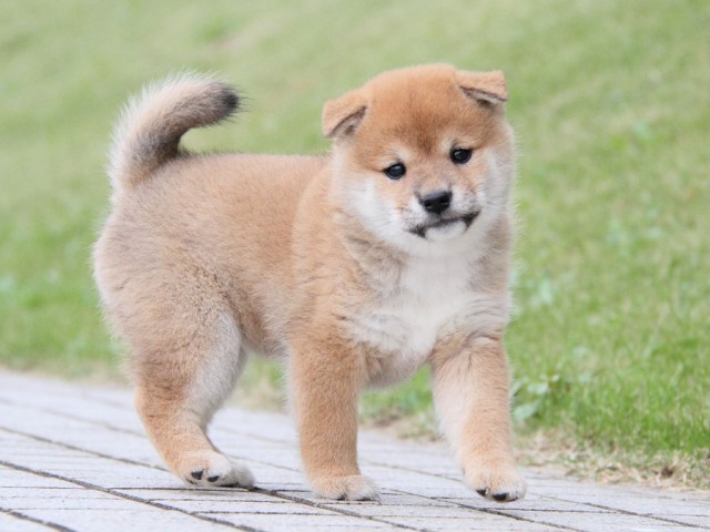 IMG_4967--shibainu Puppy IMG_4967--shibainu Puppy