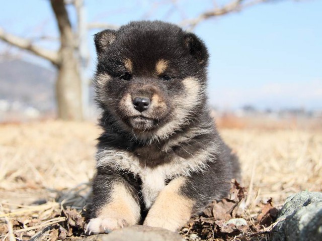 IMG_4983--shibainu Puppy IMG_4983--shibainu Puppy