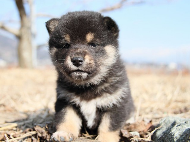 IMG_4985--shibainu Puppy IMG_4985--shibainu Puppy