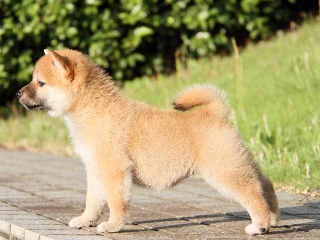 IMG_4991-shibainu Puppy