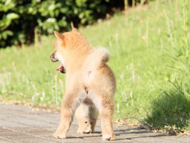IMG_4995-shibainu Puppy