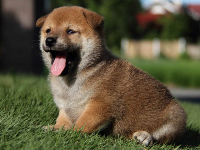 IMG_4996shiba IMG_4996shiba