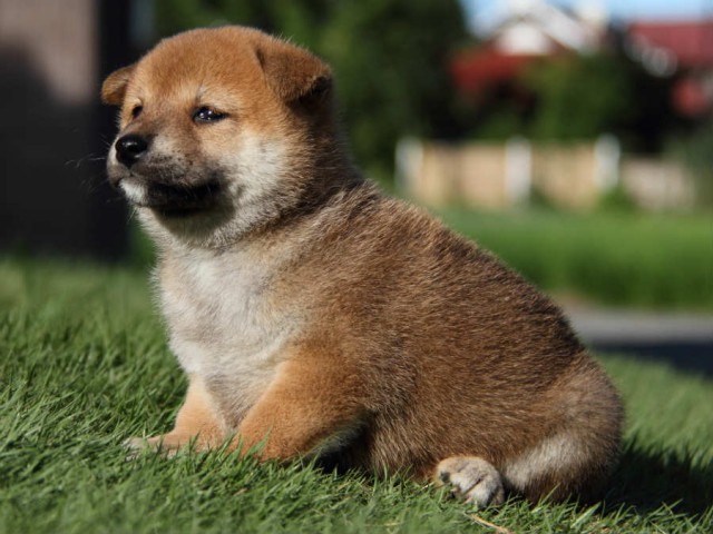 IMG_4998shiba IMG_4998shiba