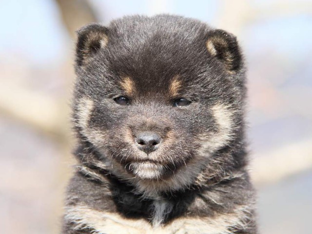 IMG_5008--shibainu Puppy IMG_5008--shibainu Puppy