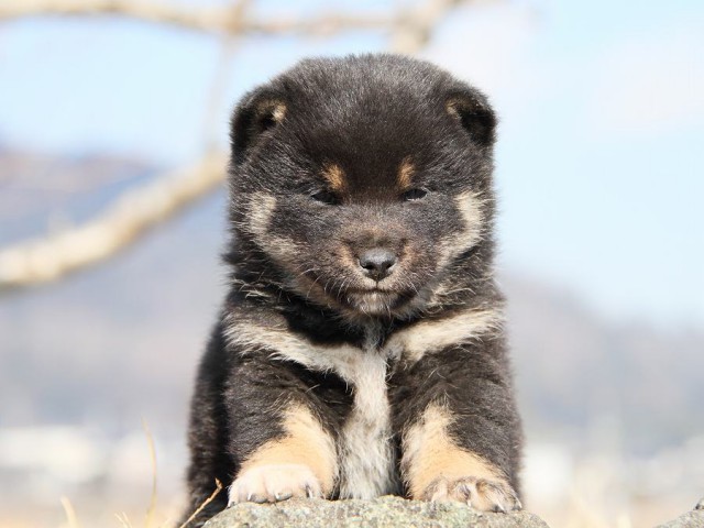 IMG_5026--shibainu Puppy IMG_5026--shibainu Puppy