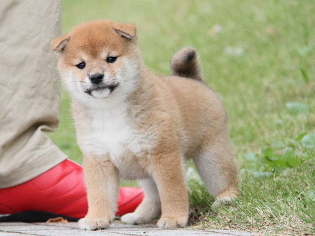 IMG_5031--shibainu Puppy IMG_5031--shibainu Puppy