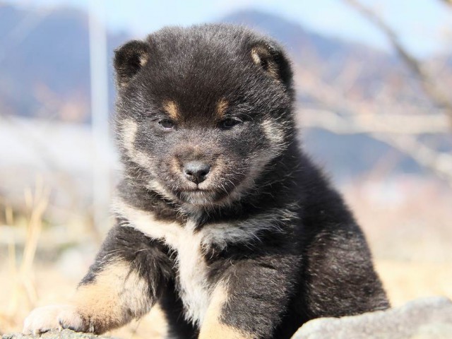 IMG_5036--shibainu Puppy IMG_5036--shibainu Puppy