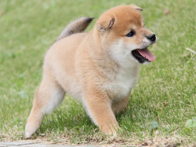 IMG_5044--shibainu Puppy IMG_5044--shibainu Puppy