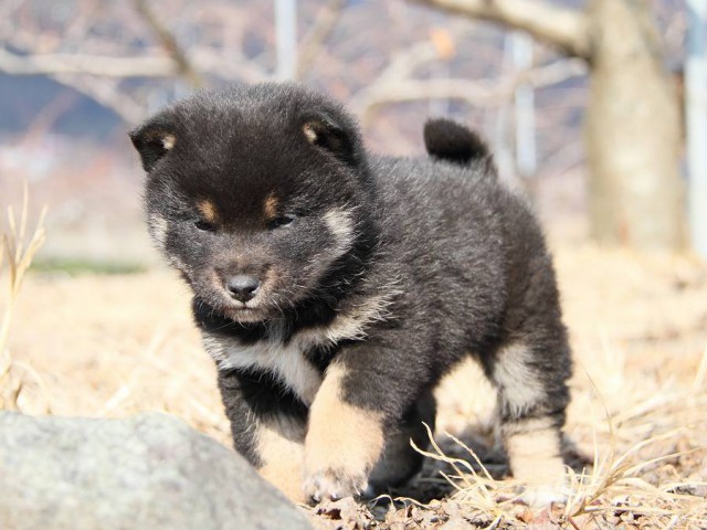 IMG_5045--shibainu Puppy IMG_5045--shibainu Puppy