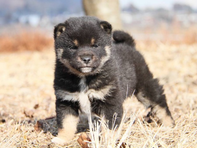 IMG_5061--shibainu Puppy IMG_5061--shibainu Puppy