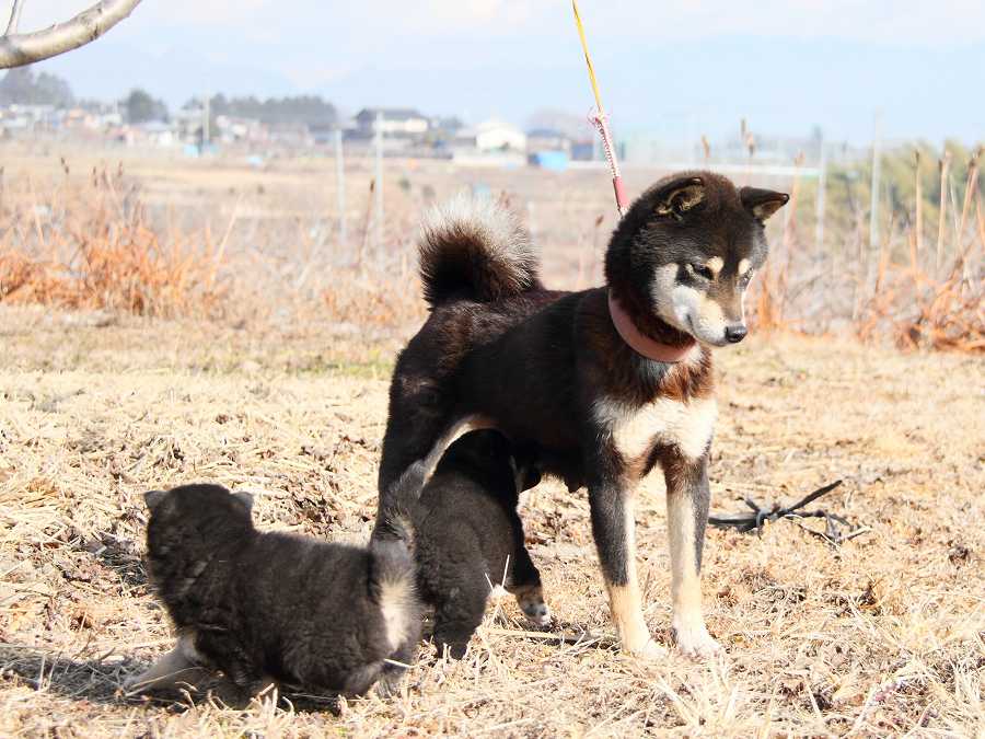 IMG_5079--shibainu Puppy