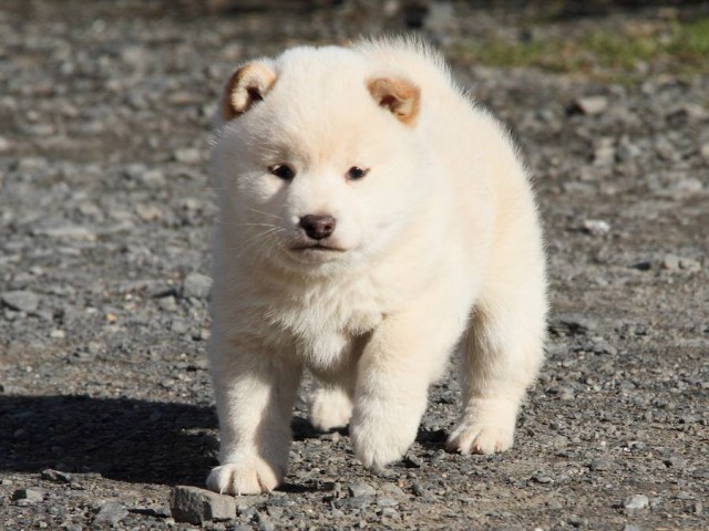 IMG_5089Shiba IMG_5089Shiba