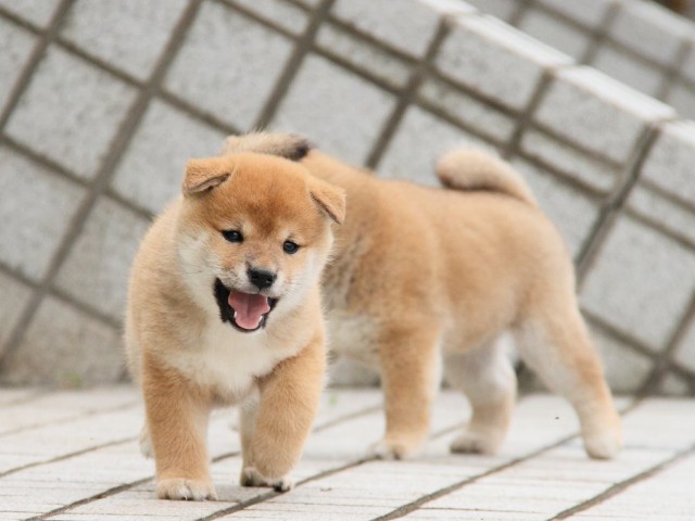 IMG_5133--shibainu Puppy IMG_5133--shibainu Puppy