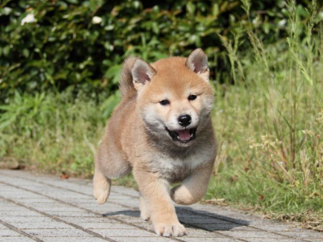 IMG_5494-shibainu-puppy