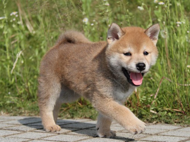 IMG_5565-shibainu-puppy