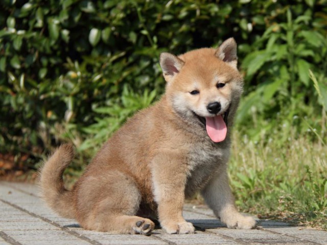 IMG_5572-shibainu-puppy