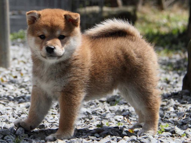 IMG_5624Shiba IMG_5624Shiba