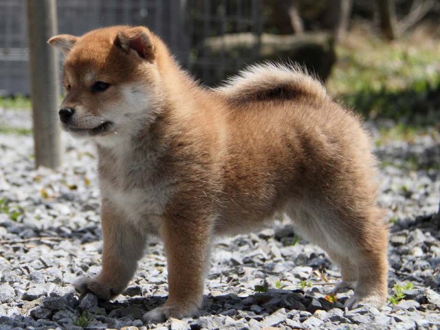 IMG_5627Shiba IMG_5627Shiba