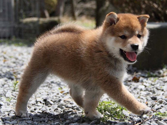 IMG_5645Shiba IMG_5645Shiba