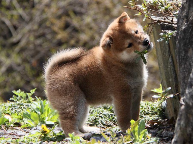 IMG_5647Shiba IMG_5647Shiba