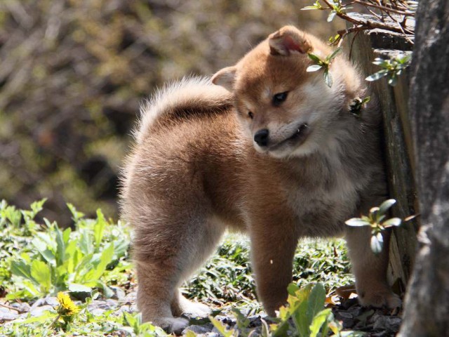 IMG_5651Shiba IMG_5651Shiba