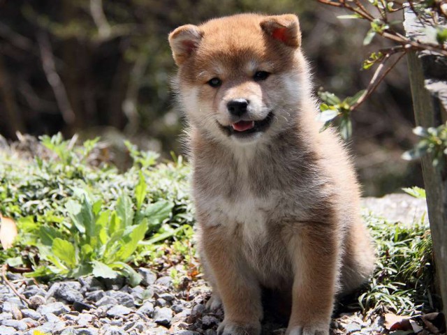 IMG_5659Shiba IMG_5659Shiba