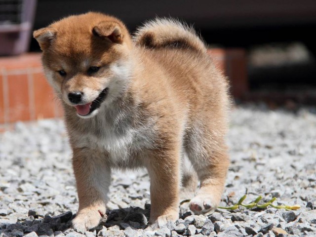 IMG_5674Shiba IMG_5674Shiba